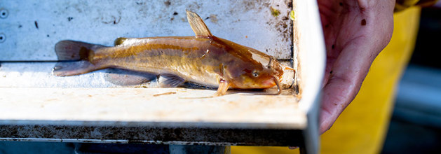 catfish