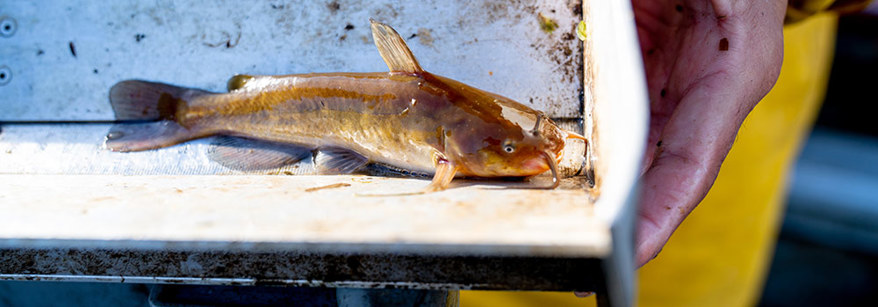 catfish