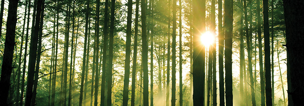 Forestry Exotic forestry makes up about 16 percent of the land in our region. Most of this forestry is in large tracts like the Kāingaroa Plateau, but there...