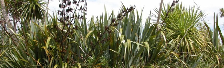 Wetlands site lower Kaituna