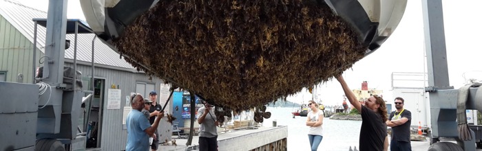 Very dirty boat hull