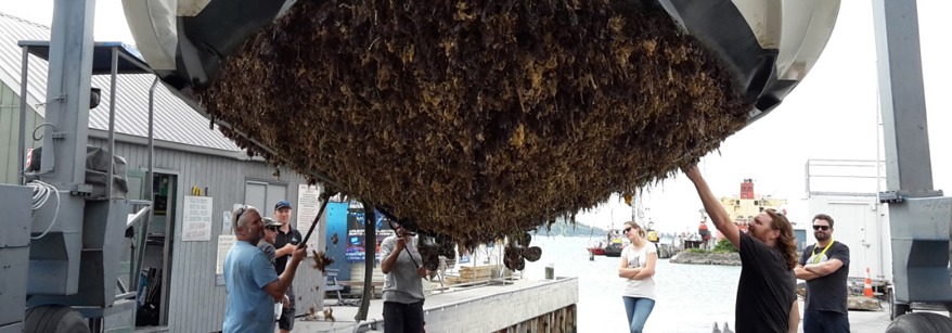 Very dirty boat hull