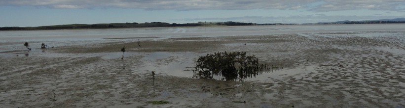 vehicle tracks on Matakana Beach
