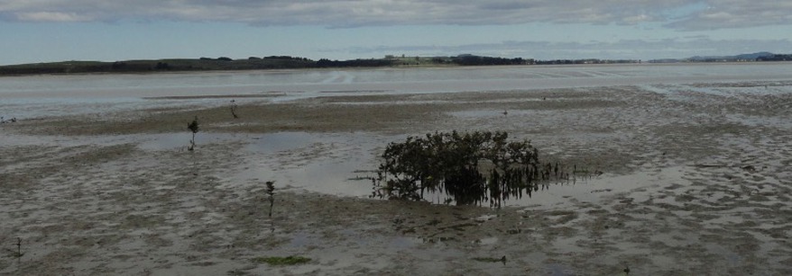 vehicle tracks on Matakana Beach