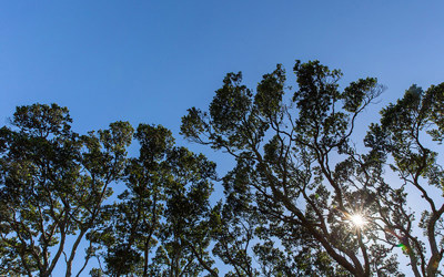 trees and blue sky