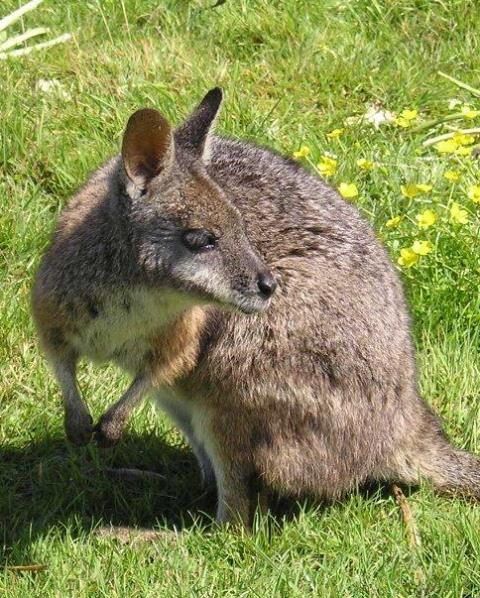 Environment Pests Information on all of the pests included within the Bay of Plenty Regional Pest Management Plan. Learn why they’re a pest, how to identify...