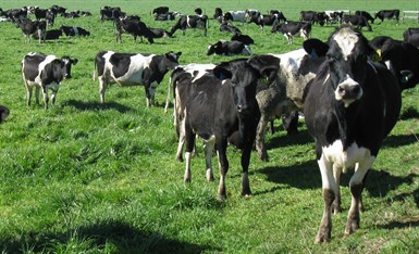 Dairy farming and livestock The land is one of your farms most valuable assets. Managing it productively and sustainably is key to retaining and improving it...
