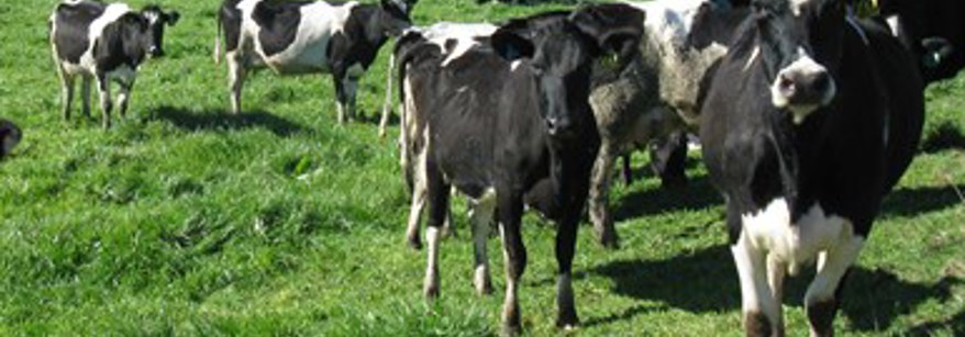 Cows in a paddock