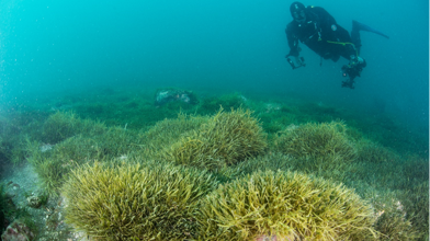 underwater diver and caulerpa