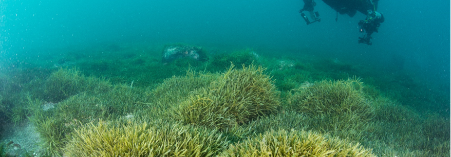 underwater diver and caulerpa