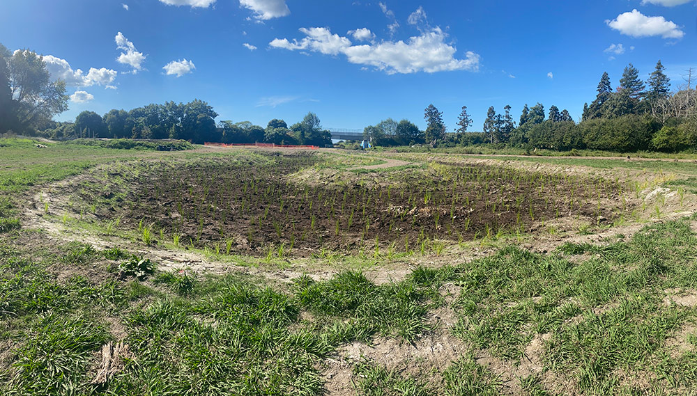 te puke park wetland