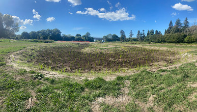 te puke park wetland