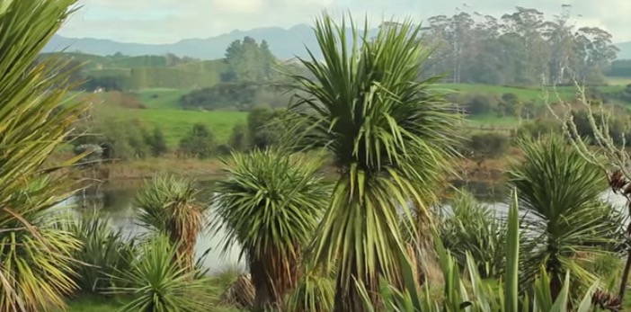 Biodiversity The Bay of Plenty still has about 66 percent of its original indigenous forest and scrub cover, but other ecosystem types do not fare as well.