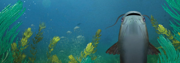 BOPRC web banner catfish