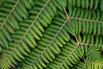 Katikati Uretara Estuary fern