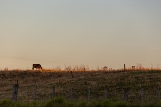 Katikati_Farm_Cow