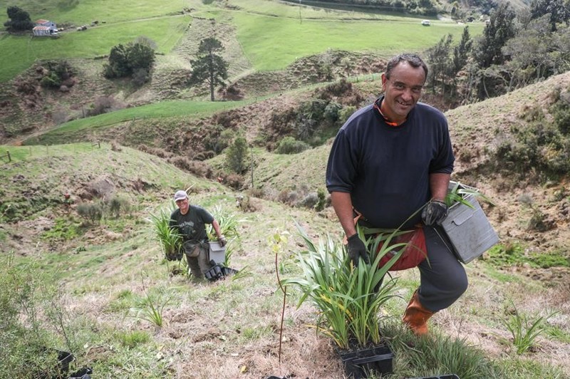 Kaiate Falls planting