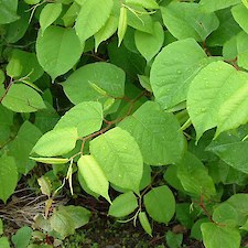 asiatic knotweed