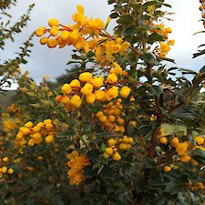 darwins barberry