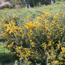 gorse