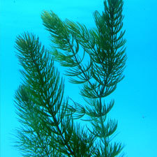 hornwort