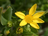 boneseed flower