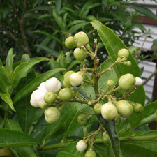 cestrum