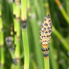 Rough horsetail