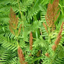 royal fern