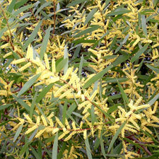 sydney golden wattle