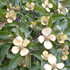 strawberry-dogwood