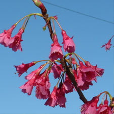 taiwan cherry flowers