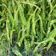 tuber ladder fern