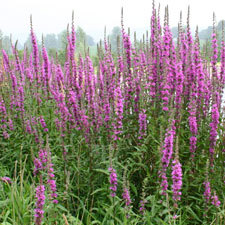 Purple loosestrife