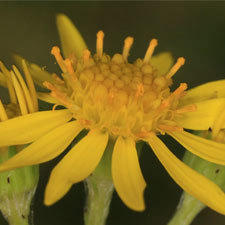 Ragwort