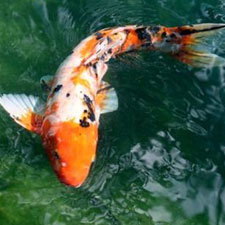 koi carp