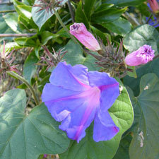 Blue morning glory