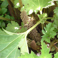 Chilean rhubarb