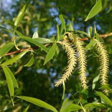 Crack willow