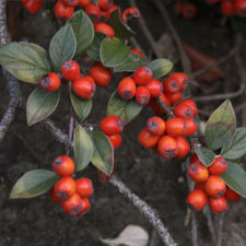 Cotoneaster