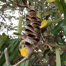 coastal banksia