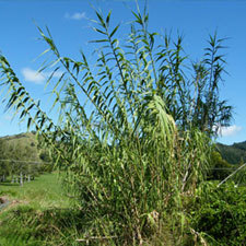 giant reed