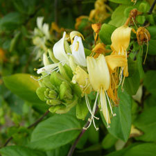 japanese honeysuckle