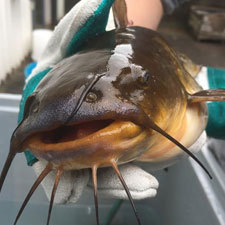catfish