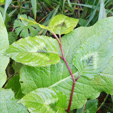 chinese knotweed