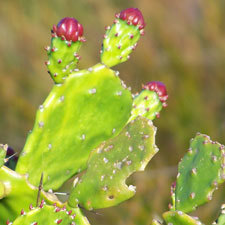 prickly pear cactus