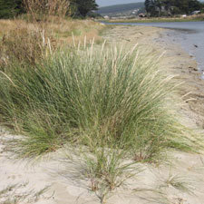 Marram grass