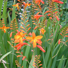 Montbretia