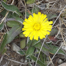 Mouse ear hawkweed