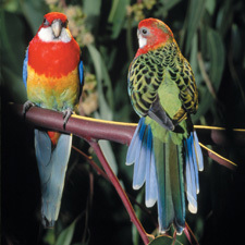 Eastern rosella